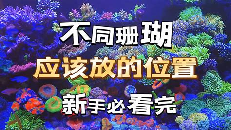 珊瑚擺放位置|海缸珊瑚的摆放位置，哪些珊瑚可以放在一起，哪些千万不能放在。